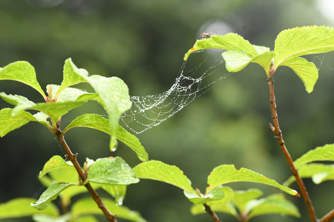 水の滴る蜘蛛の巣２