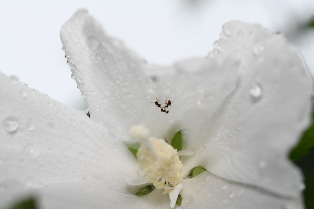 白い花とアリ