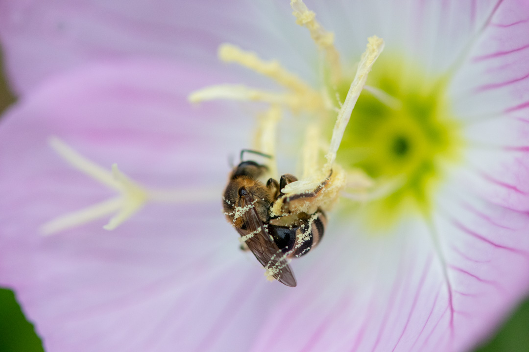 花粉をまとうハチ