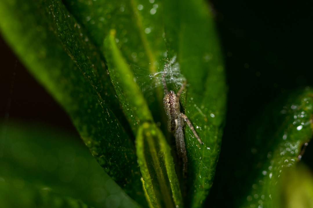 葉に身をひそめる蜘蛛