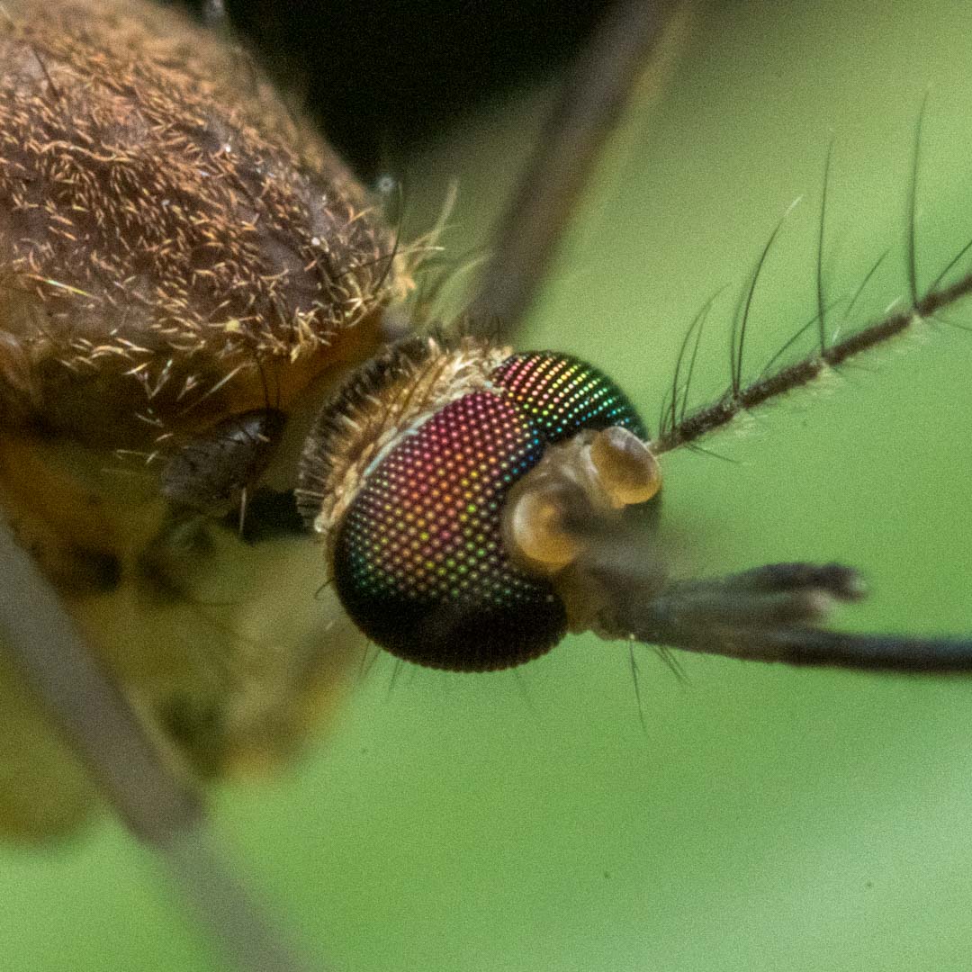 普通の蚊