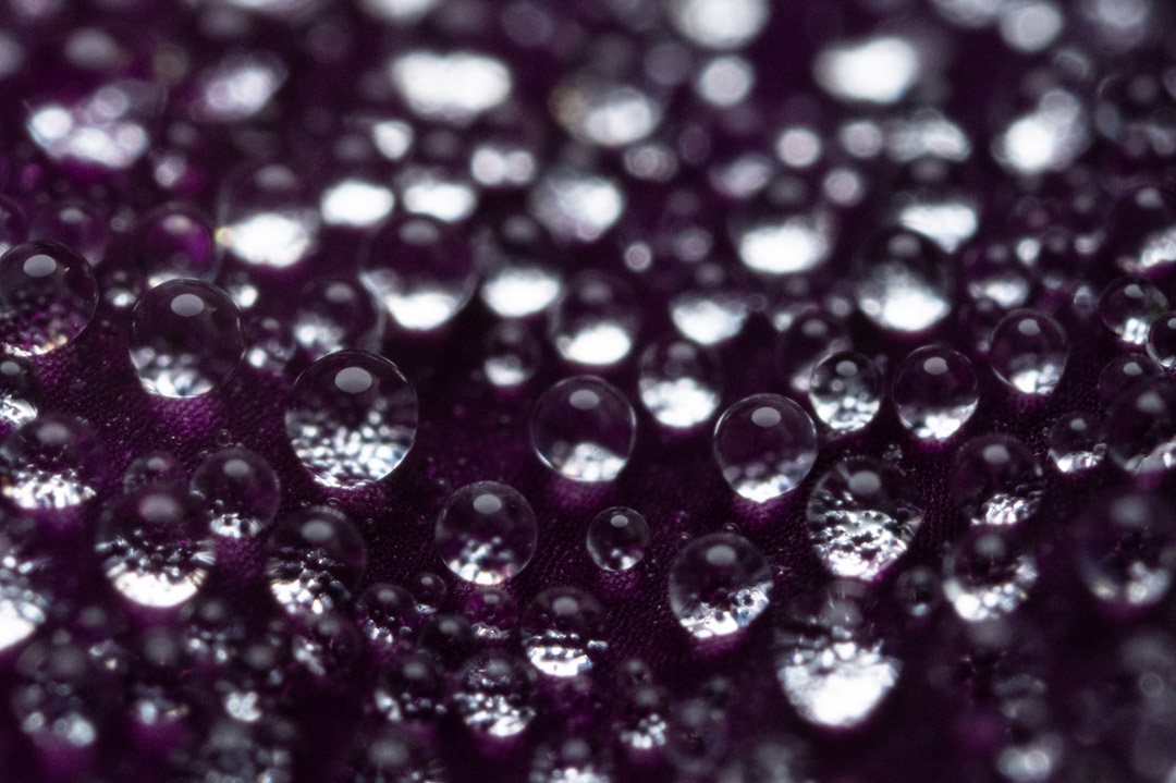 紫色の花びらに滴る水滴