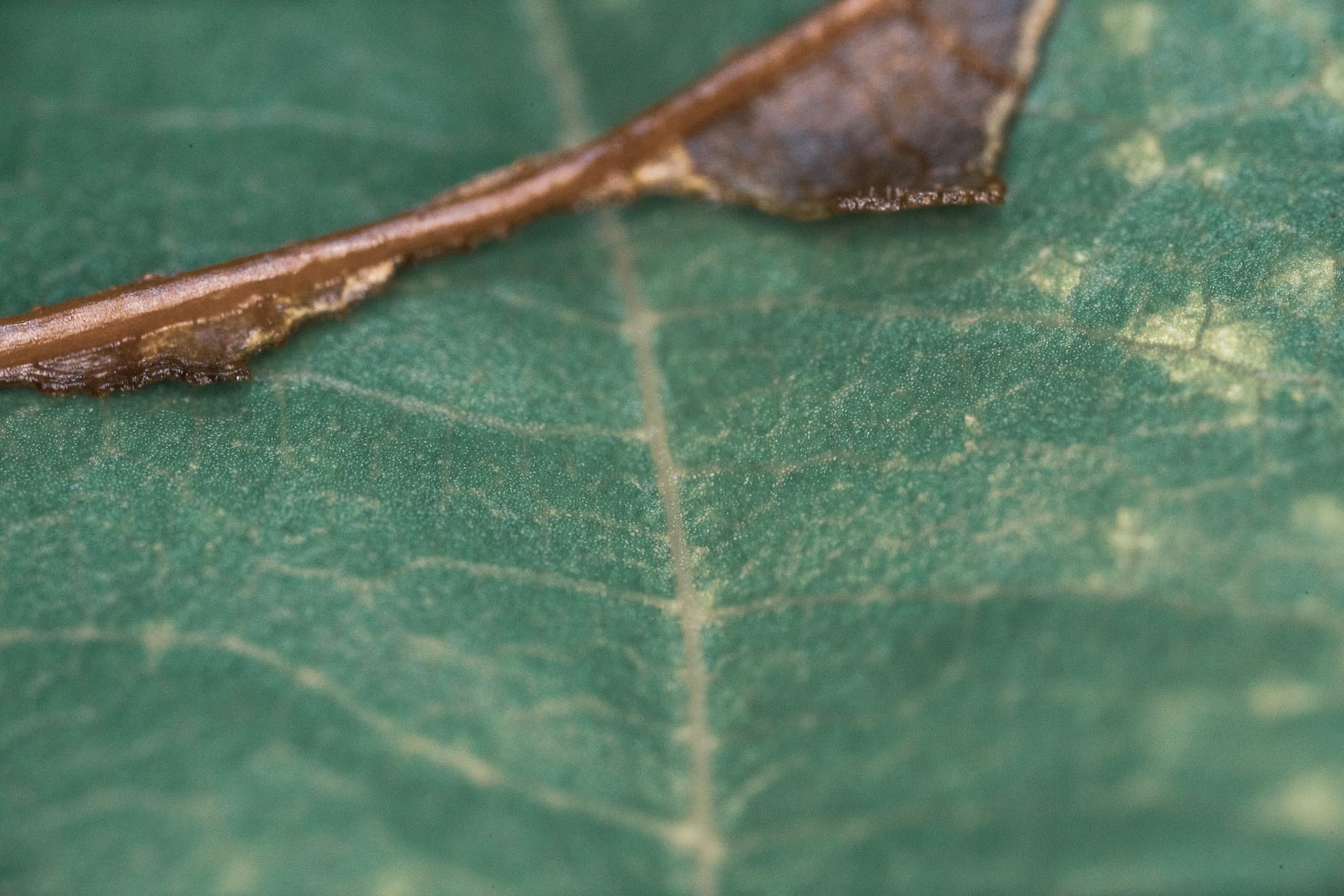 ラオワのウルトラマクロレンズで撮影した葉っぱ