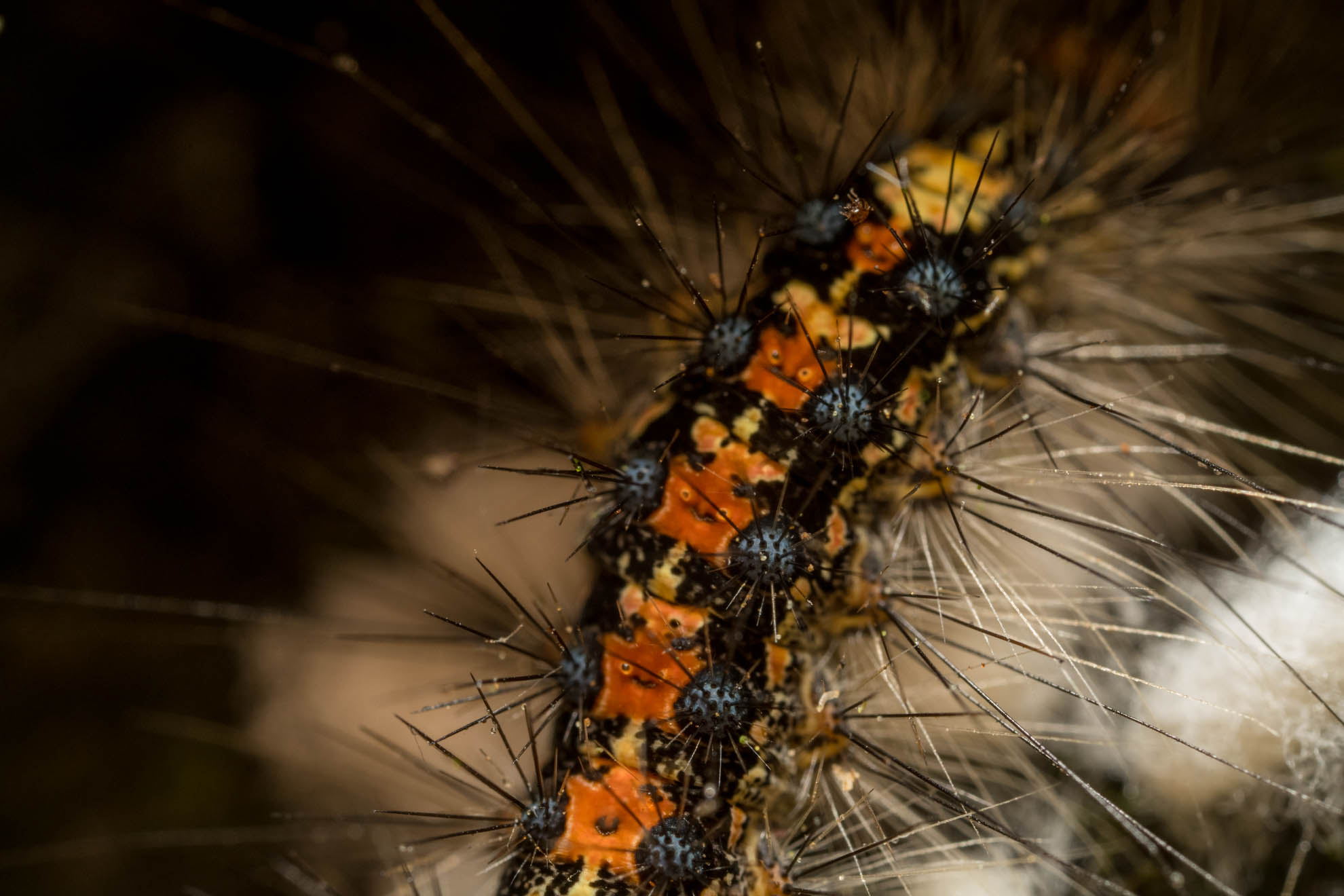 オレンジ・黄色・黒の毛虫のマイマイガの幼虫