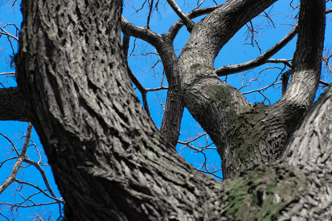 木の幹と青空