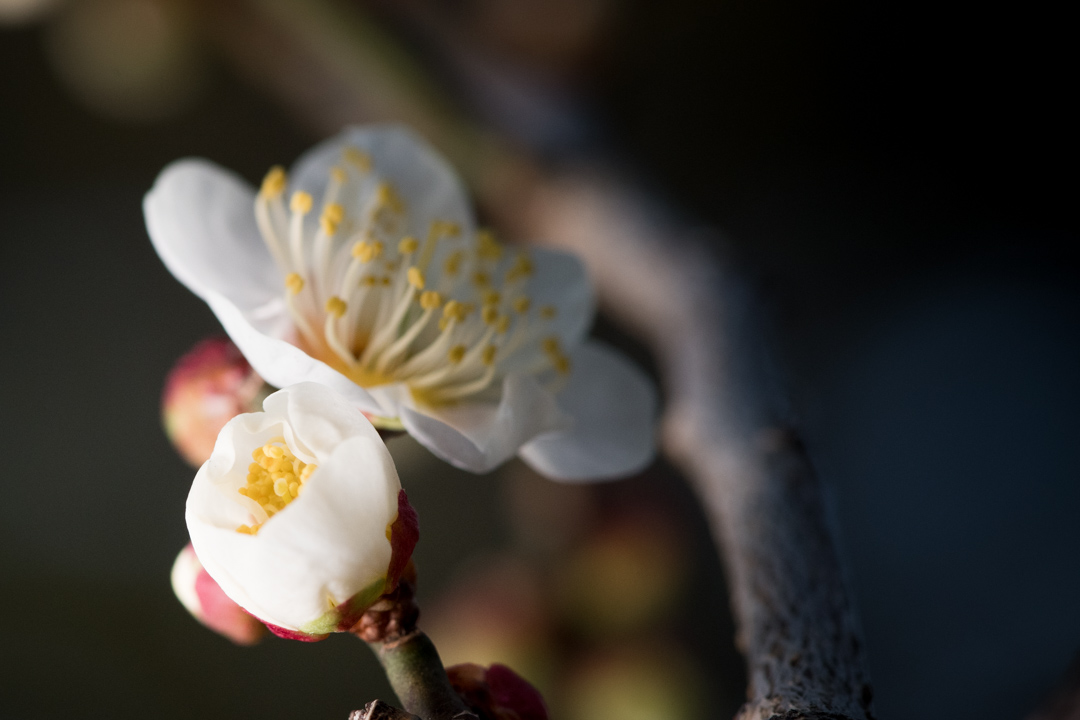 2月に木に咲く白い花のウメ