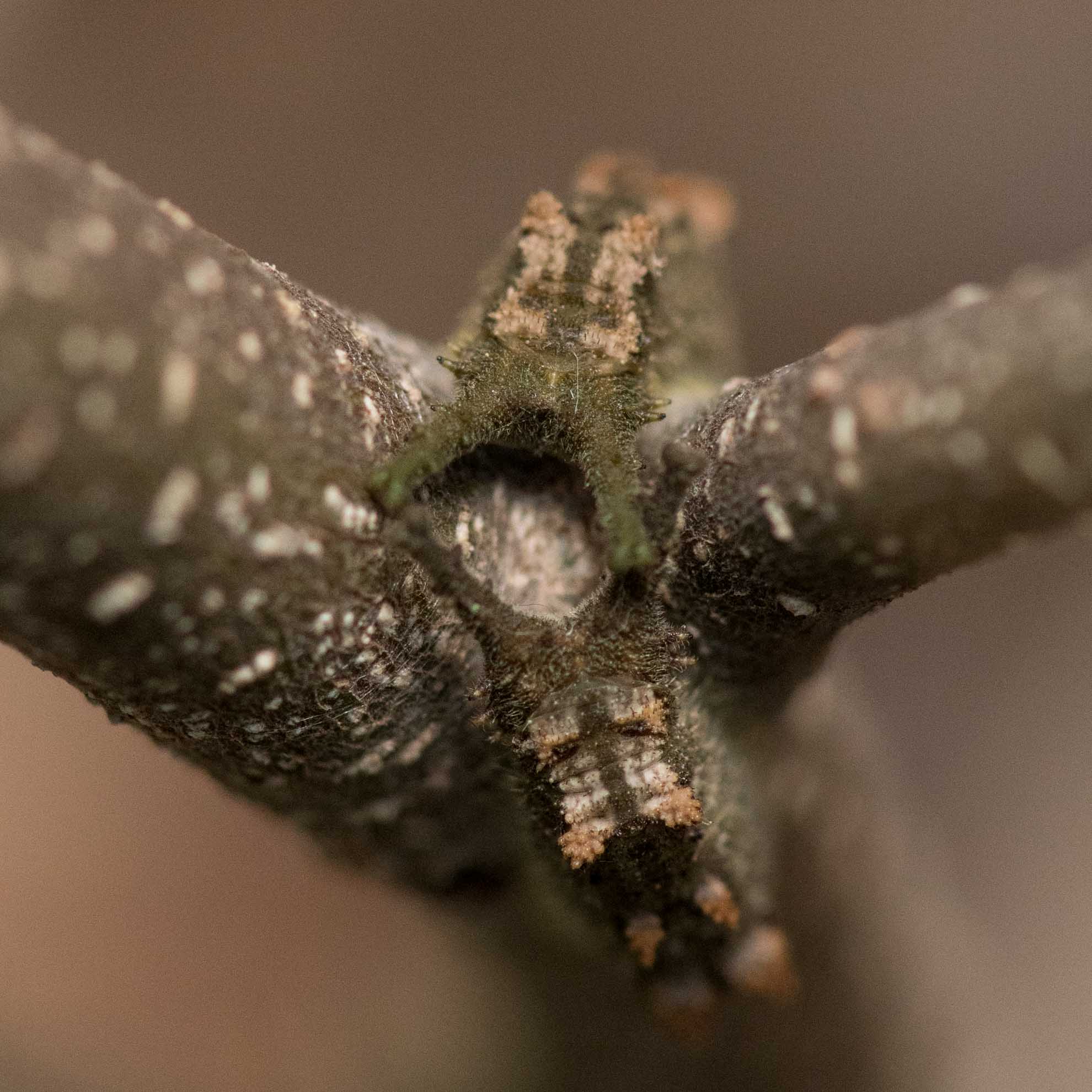 春のアカボシゴマダラの幼虫