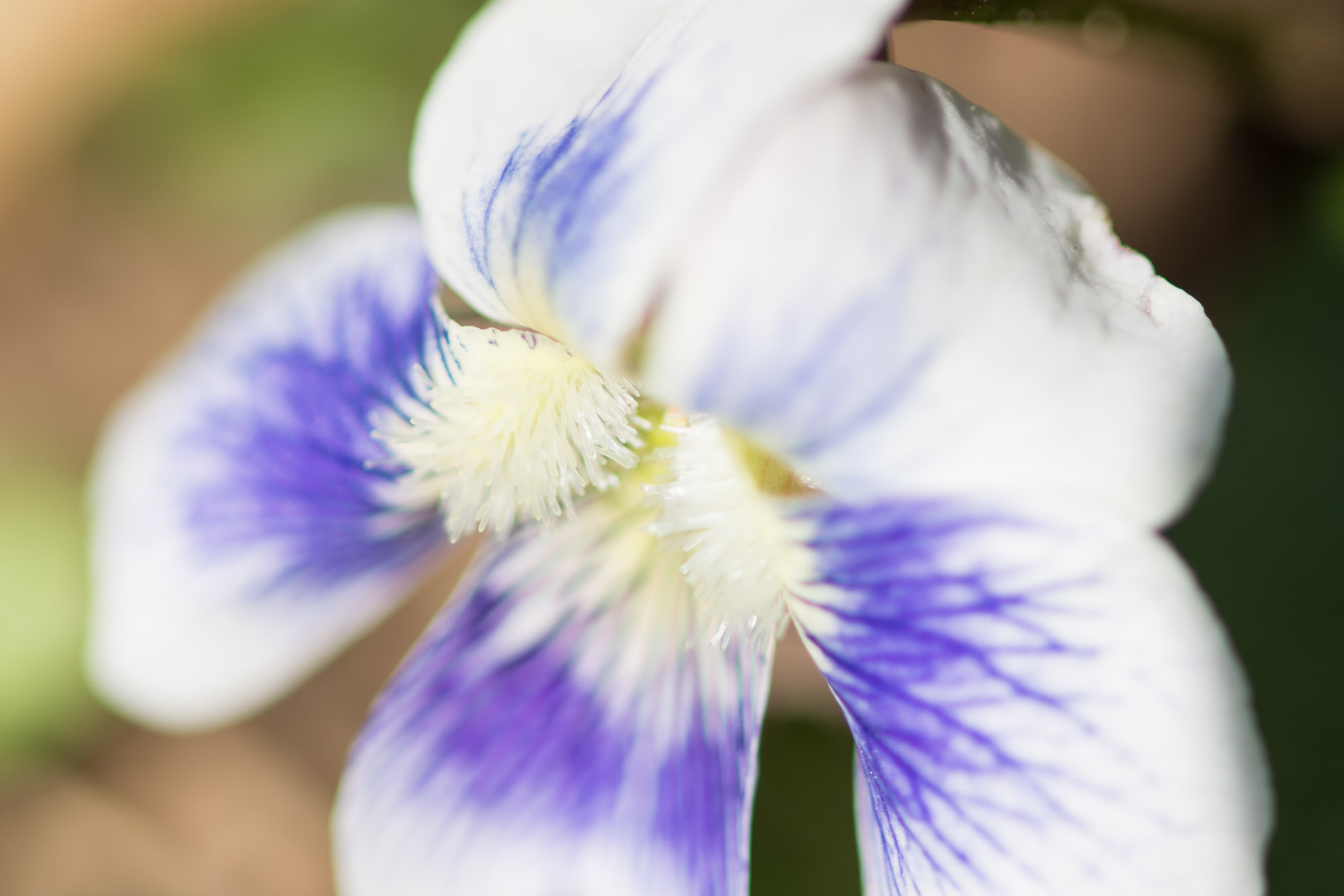 白と紫が綺麗な花