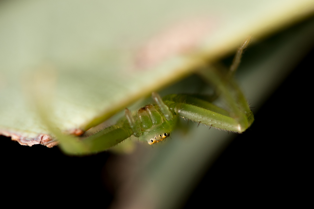 緑色の蜘蛛のワカバグモ