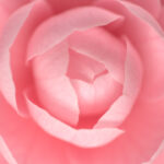 春に咲くピンク色の花の椿（ツバキ）