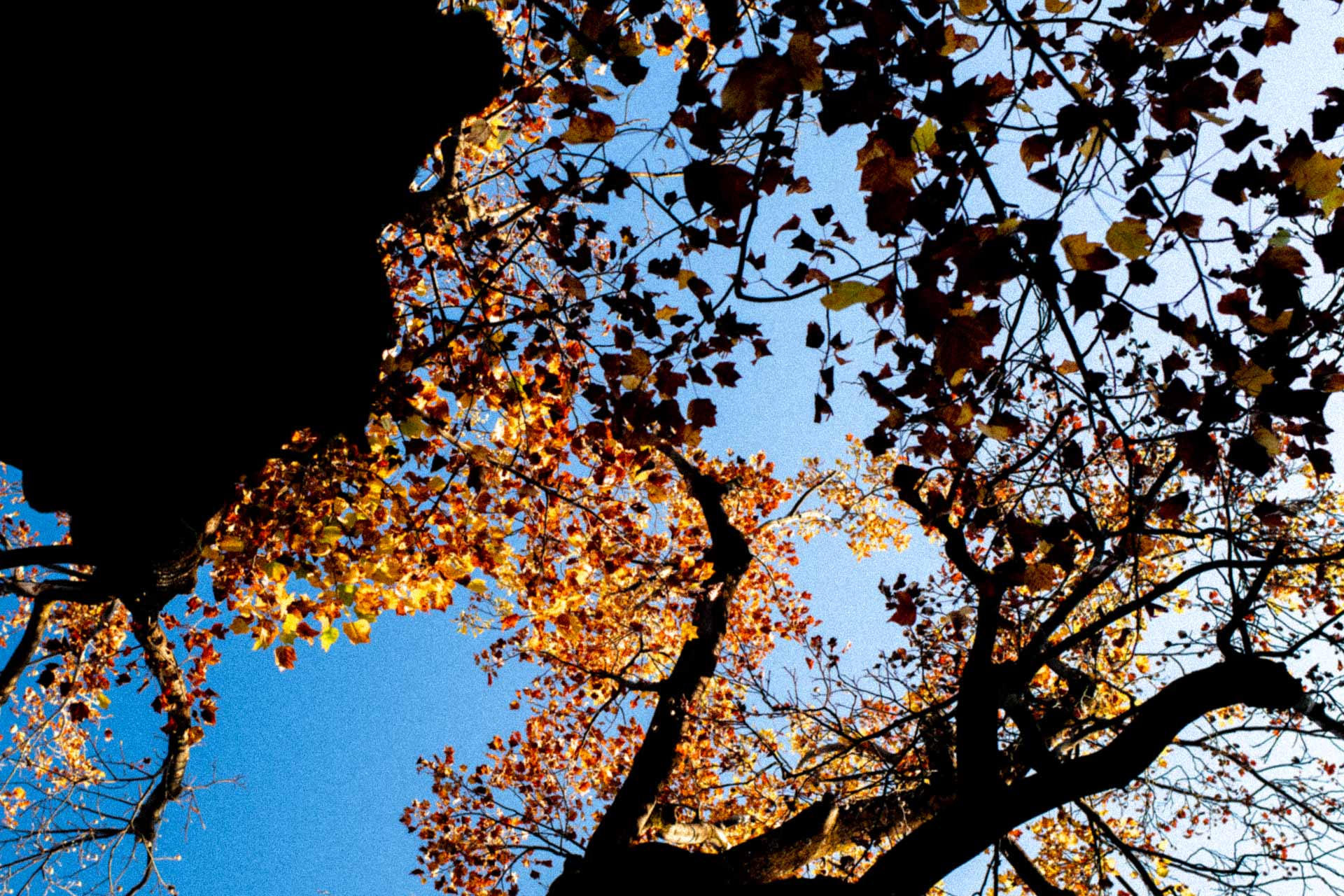 紅葉の季節の空と紅葉