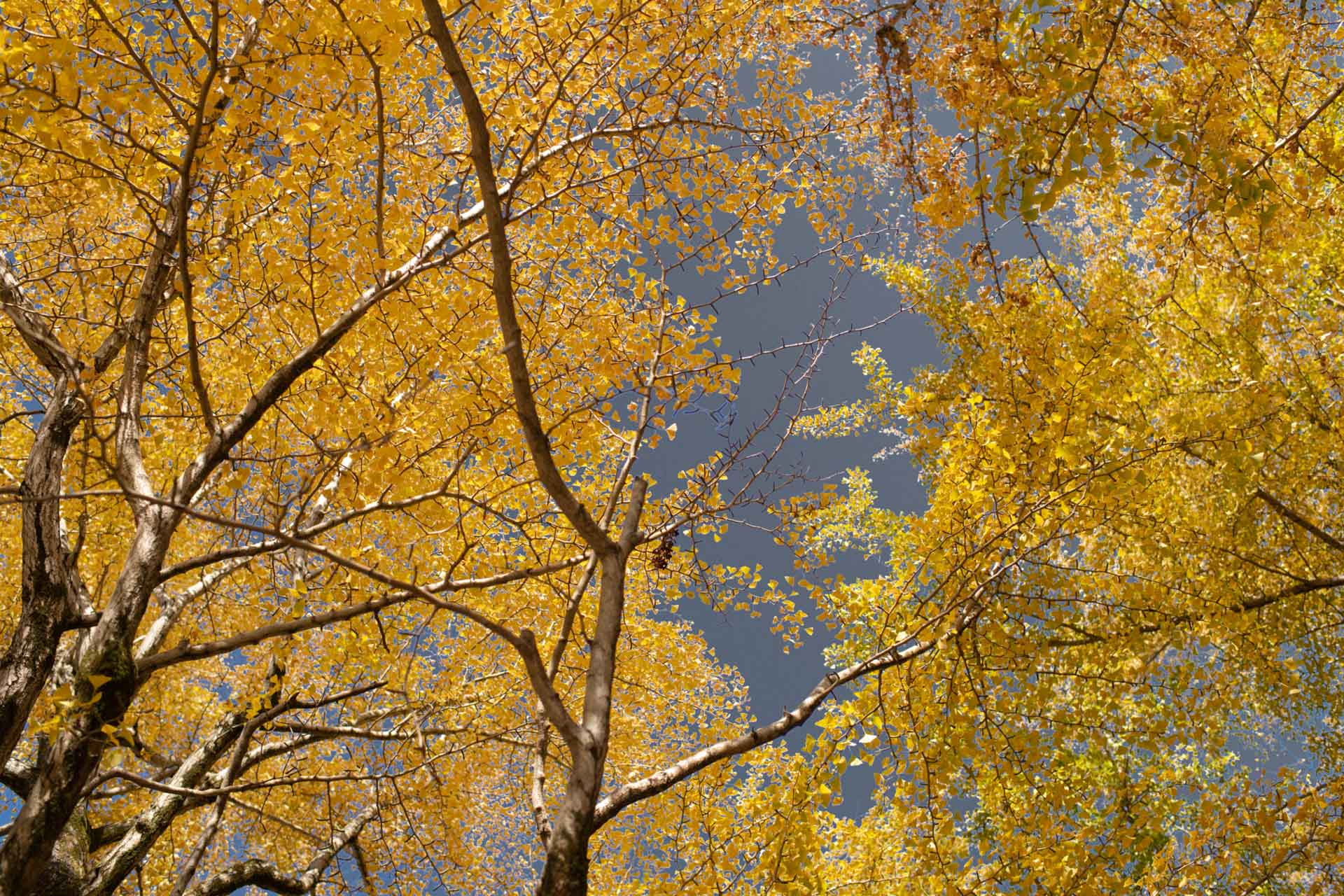 秋の紅葉の季節の空と木